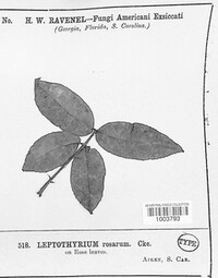 Leptothyrium rosarum image